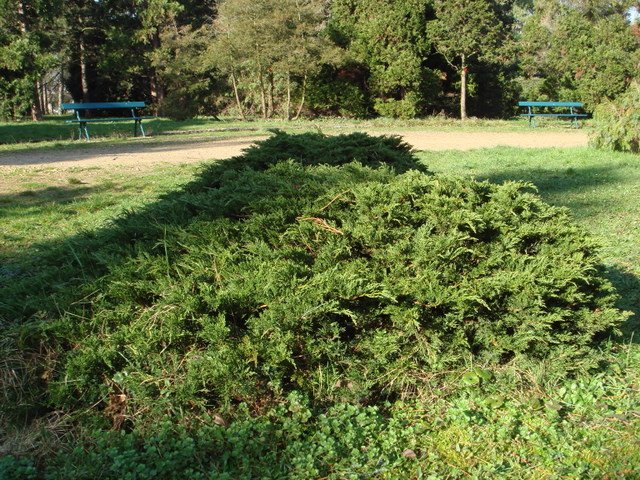 Juniperus virginiana 'Repens'